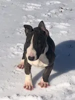 Charlie , a male Miniature Bull Terrier for sale in Hot Springs, AR – Photo 5 of 10