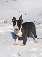 Charlie , a male Miniature Bull Terrier for sale in Hot Springs, AR – Photo 4 of 10