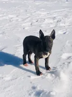 Bear , a male Miniature Bull Terrier for sale in Hot Springs, AR – Photo 6 of 6
