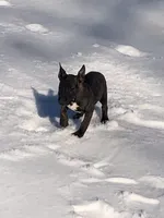 Bear , a male Miniature Bull Terrier for sale in Hot Springs, AR – Photo 2 of 6