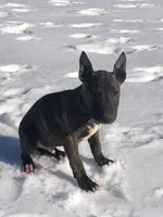 Bear , a male Miniature Bull Terrier for sale in Hot Springs, AR – Photo 5 of 6