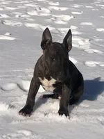 Bear , a male Miniature Bull Terrier for sale in Hot Springs, AR – Photo 3 of 6