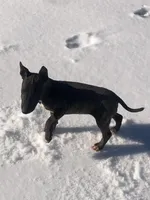 Bear , a male Miniature Bull Terrier for sale in Hot Springs, AR – Photo 4 of 6