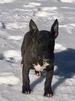 Bear , a male Miniature Bull Terrier for sale in Hot Springs, AR – Photo 1 of 6