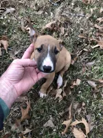 SMOOCHES, a male Miniature Bull Terrier for sale in Hot Springs, AR – Photo 7 of 7