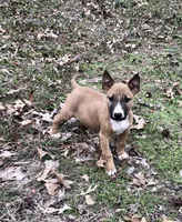 SMOOCHES, a male Miniature Bull Terrier for sale in Hot Springs, AR – Photo 3 of 7