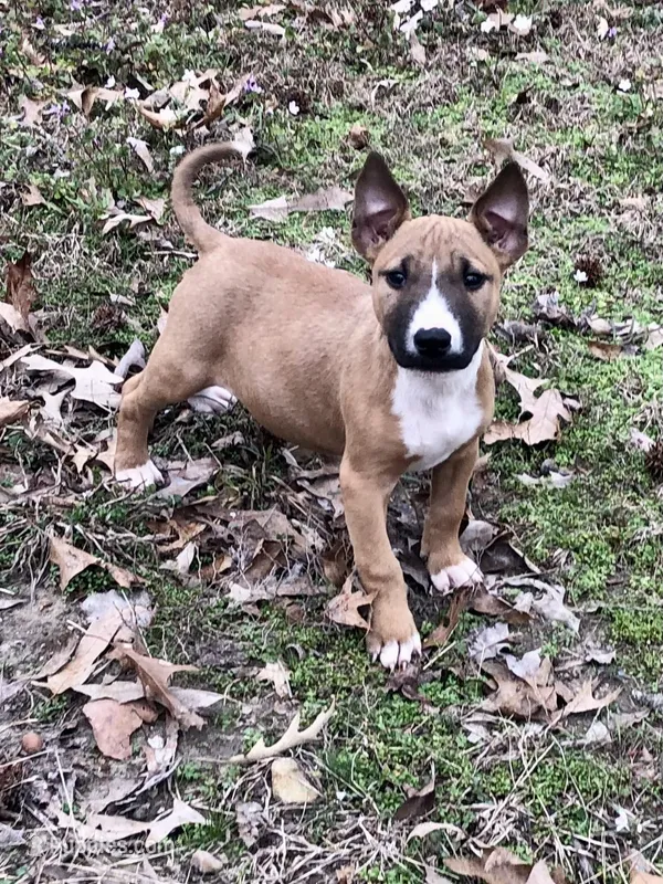 SMOOCHES – Miniature Bull Terrier puppy for sale in Hot Springs, AR