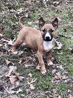 SMOOCHES, a male Miniature Bull Terrier for sale in Hot Springs, AR – Photo 1 of 7