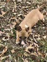 SMOOCHES, a male Miniature Bull Terrier for sale in Hot Springs, AR – Photo 5 of 7