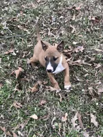 SMOOCHES, a male Miniature Bull Terrier for sale in Hot Springs, AR – Photo 6 of 7