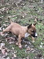 SMOOCHES, a male Miniature Bull Terrier for sale in Hot Springs, AR – Photo 2 of 7