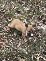 SMOOCHES, a male Miniature Bull Terrier for sale in Hot Springs, AR – Photo 4 of 7