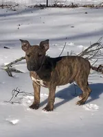 processed/9520f3d3-6d38-414a-bcec-42d5003652ae/listing/50c729e4-839a-4538-be5d-fa67b1754d4f/af2ce293-7659-49df-9cf7-9d9e27b8f63d