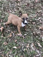 RUFUS, a male Miniature Bull Terrier for sale in Hot Springs, AR – Photo 3 of 8
