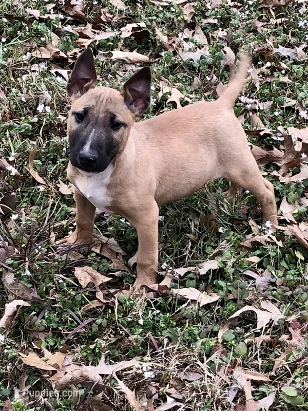 RUFUS – Miniature Bull Terrier puppy for sale in Hot Springs, AR