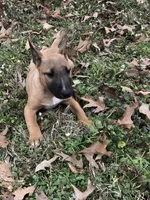 RUFUS, a male Miniature Bull Terrier for sale in Hot Springs, AR – Photo 4 of 8