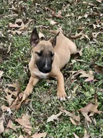 RUFUS, a male Miniature Bull Terrier for sale in Hot Springs, AR – Photo 7 of 8