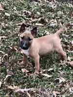 RUFUS, a male Miniature Bull Terrier for sale in Hot Springs, AR – Photo 2 of 8