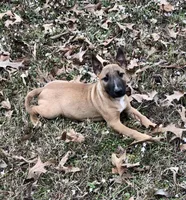 RUFUS, a male Miniature Bull Terrier for sale in Hot Springs, AR – Photo 6 of 8