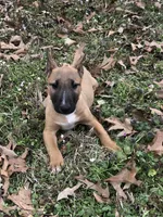 RUFUS, a male Miniature Bull Terrier for sale in Hot Springs, AR – Photo 5 of 8