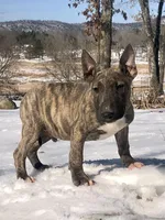 Max, a male Miniature Bull Terrier for sale in Hot Springs, AR – Photo 1 of 10