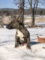 Max, a male Miniature Bull Terrier for sale in Hot Springs, AR – Photo 4 of 10