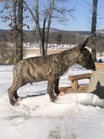 Max, a male Miniature Bull Terrier for sale in Hot Springs, AR – Photo 3 of 10