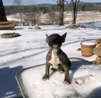 Max, a male Miniature Bull Terrier for sale in Hot Springs, AR – Photo 7 of 10