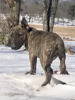 Max, a male Miniature Bull Terrier for sale in Hot Springs, AR – Photo 2 of 10
