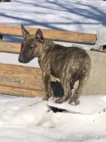 Max, a male Miniature Bull Terrier for sale in Hot Springs, AR – Photo 5 of 10
