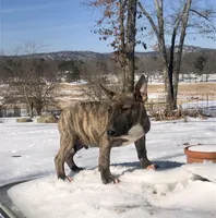 Max, a male Miniature Bull Terrier for sale in Hot Springs, AR – Photo 6 of 10