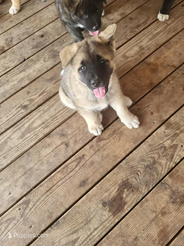 Rex – Akita puppy for sale in Spokane, WA