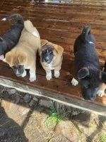 Reks, a male Akita for sale in Spokane, WA – 6 of 6