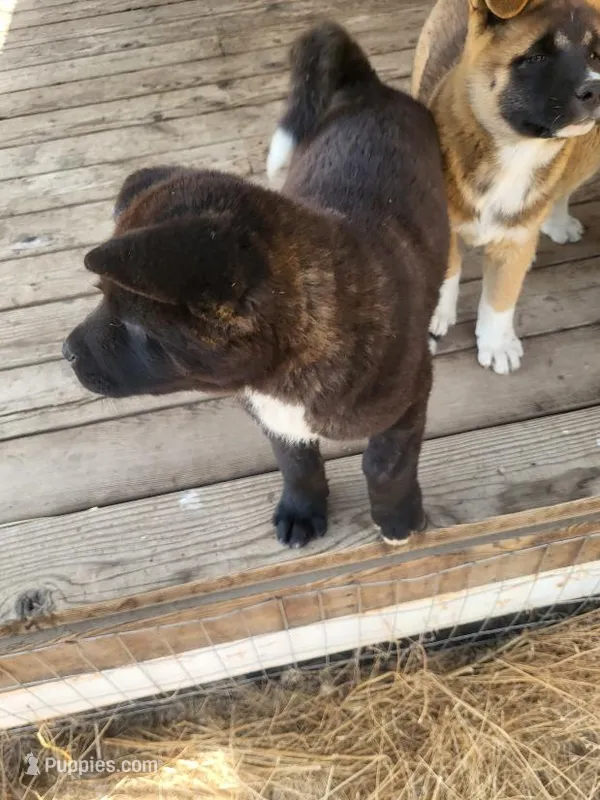 Maks – Akita puppy for sale in Spokane, WA