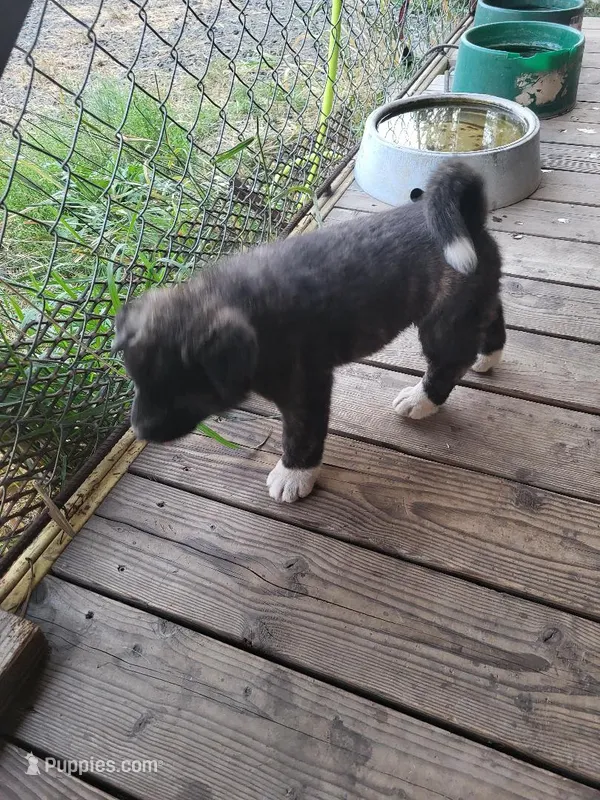 Dick – Akita puppy for sale in Spokane, WA