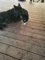Reks, a male Akita for sale in Spokane, WA – 2 of 6