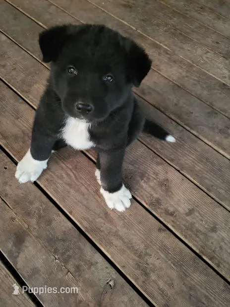 Diky – Akita puppy for sale in Spokane, WA
