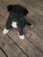 Diky, a male Akita for sale in Spokane, WA – 1 of 1