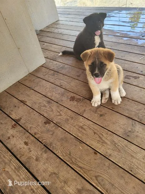 Diva – Akita puppy for sale in Spokane, WA