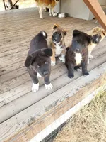 Dick, a male Akita for sale in Spokane, WA – 1 of 1