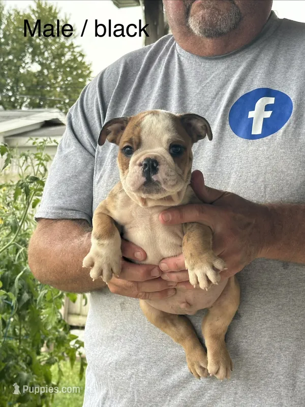 Black collar – English Bulldog puppy for sale in Elwood, IN