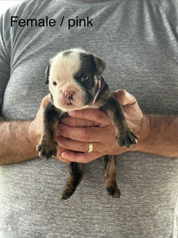 Pink collar – English Bulldog puppy for sale in Elwood, IN