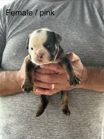 Pink collar, a female English Bulldog for sale in Elwood, IN – 1 of 3