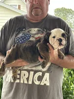 Pink collar, a female English Bulldog for sale in Elwood, IN – 3 of 3