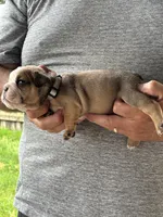 Gray collar, a male English Bulldog for sale in Elwood, IN – 2 of 3