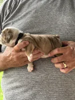 Black collar, a male English Bulldog for sale in Elwood, IN – 2 of 3