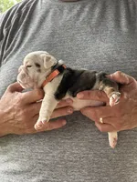 Orange collar, a female English Bulldog for sale in Elwood, IN – 3 of 3
