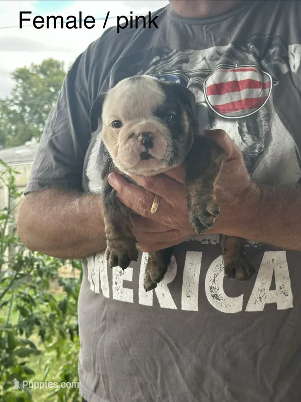 Orange collar – English Bulldog puppy for sale in Elwood, IN