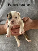 Orange collar, a female English Bulldog for sale in Elwood, IN – 1 of 3