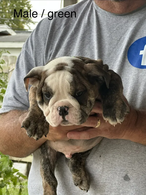 Green collar  – English Bulldog puppy for sale in Elwood, IN
